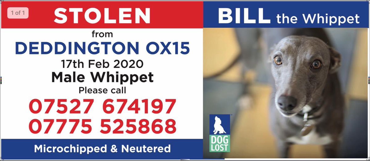 🆘❤️🆘 Fb Help Bill the Whippet ❤️ Missing from Oxfordshire since 17/2/20 😞 HAVE YOU SEEN BILL PLEASE? 🙏