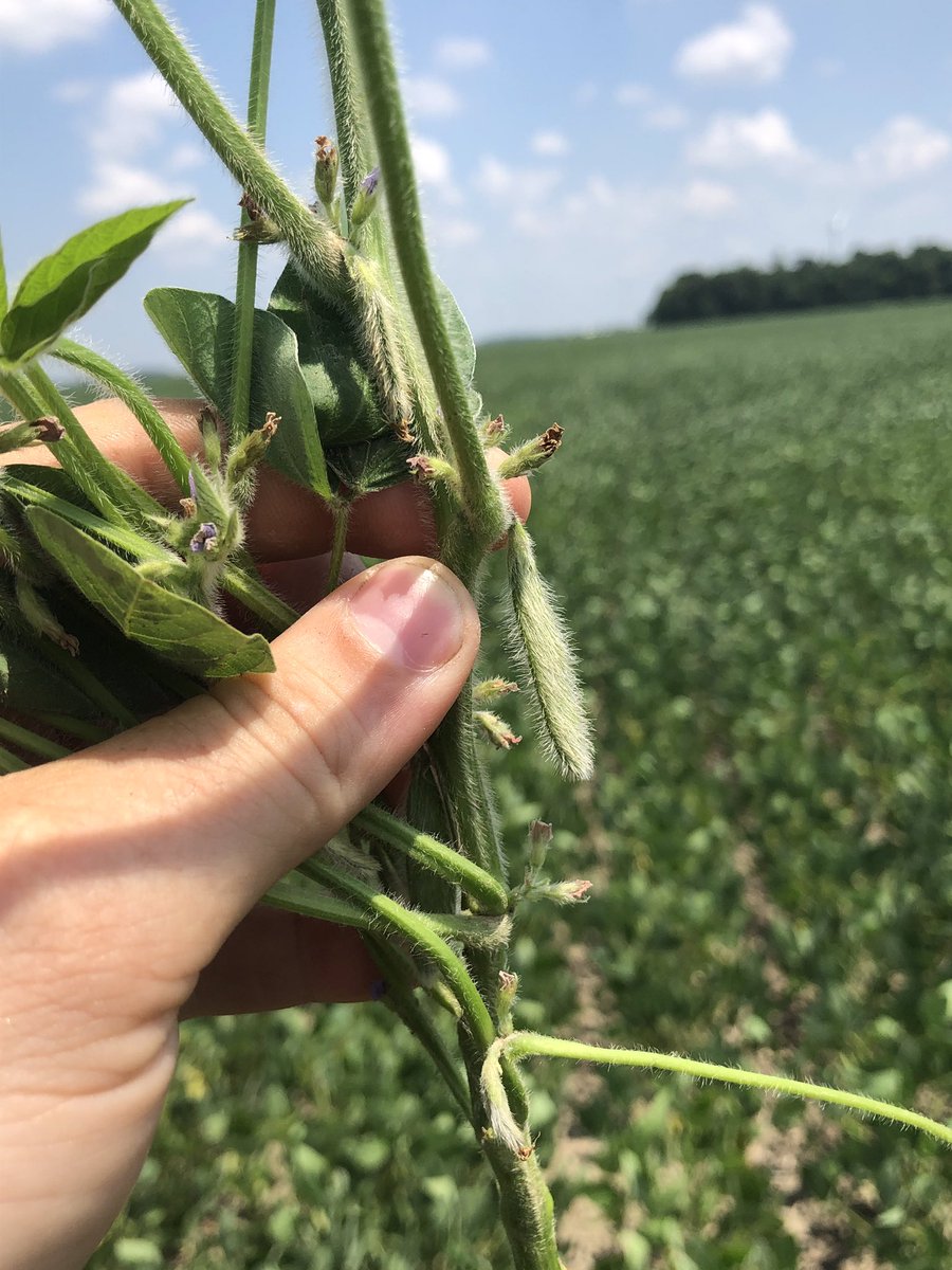 Wayde_Looker's tweet photo. @GldnHarvest 2788X is starting to pod up in Northwest Ohio despite the drought! #RootedInAgronomy #RootedInGenetics https://t.co/kINrHB96kv
