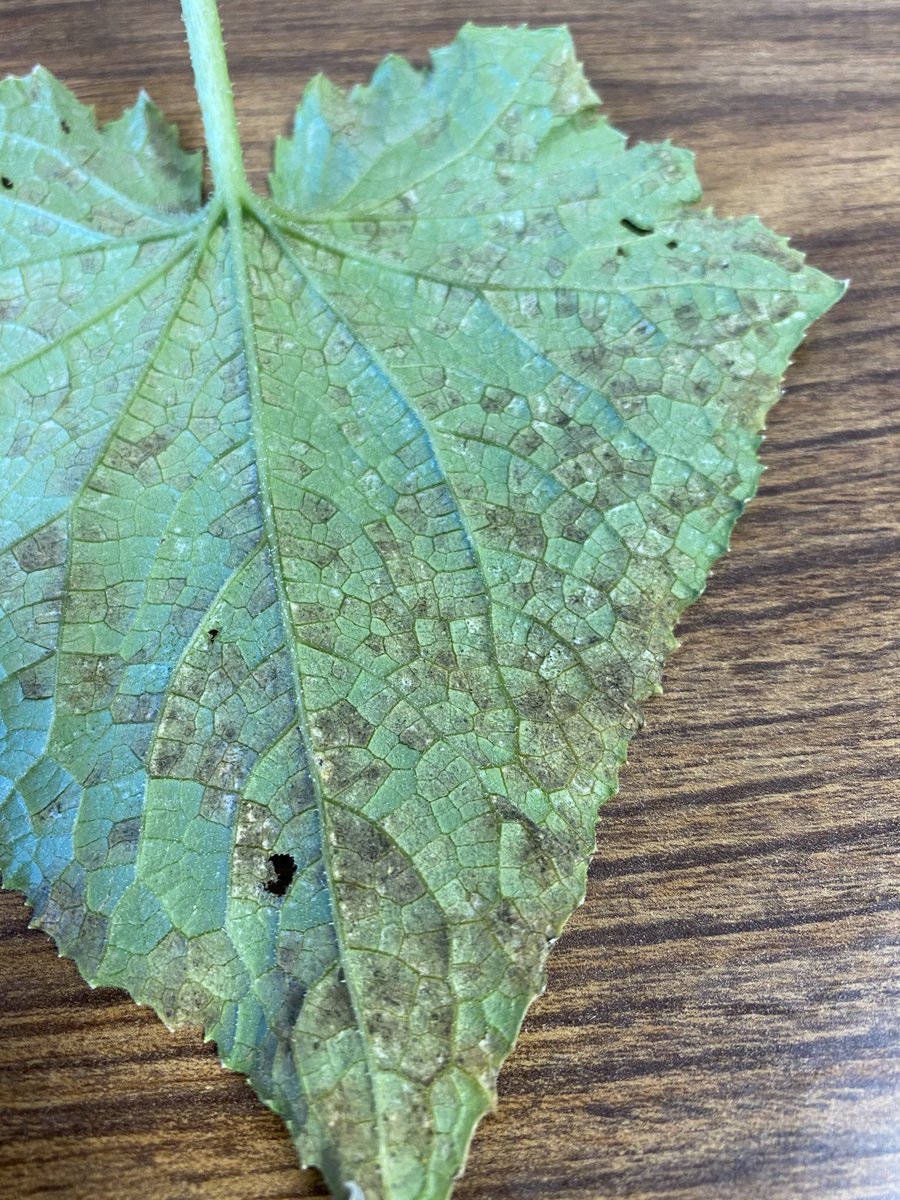 Christine Smart tweet media