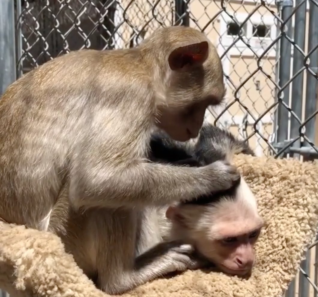 RobertWuhl's tweet photo. I just learned from @AnimalTracksInc that monkeys bathe in their own urine, because predators make it too risky in the wild to go in any bodies of water.
Thank you for subscribing to #MonkeyFacts. Text STOP to no longer receive updates. https://t.co/Ky8RF7SCxU