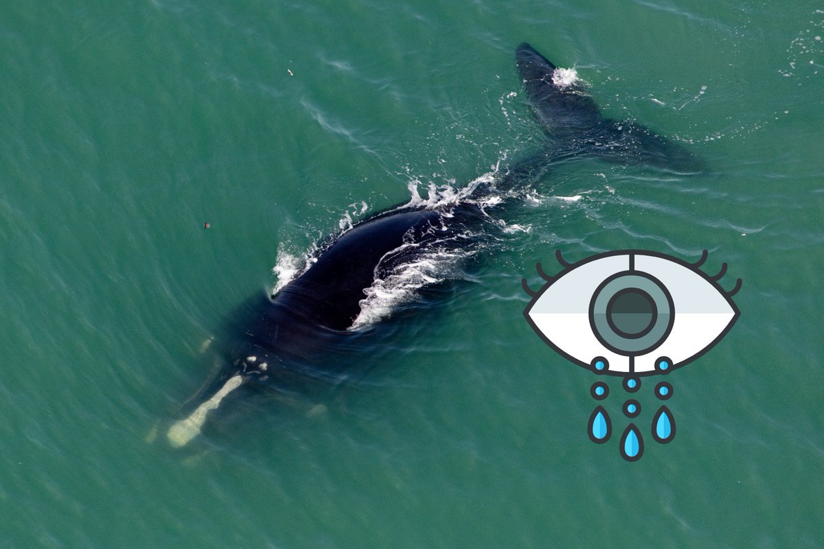 URGENT ACTION NEEDED...
🤬🤬Those GREEDY, SHAMELESS MF's, that only care about profit, have now PUSHED the North Atlantic #RightWhale status from #endangered to #CriticallyEndangered .
Feckless humans are the only species that deserve to go extinct.

#OceanClimateAction 
#FAM46