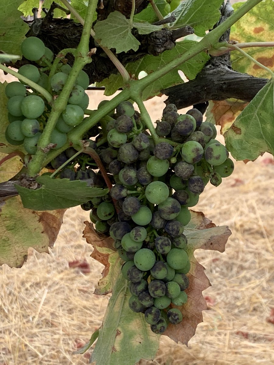 I have worked in this 47 year old Chardonnay vineyard for many years and rarely see esca symptoms this pronounced