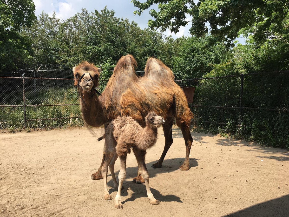 Eurasia at toronto zoo