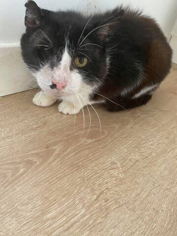 La Patte De L Espoir Pattedelespoir Tvitter