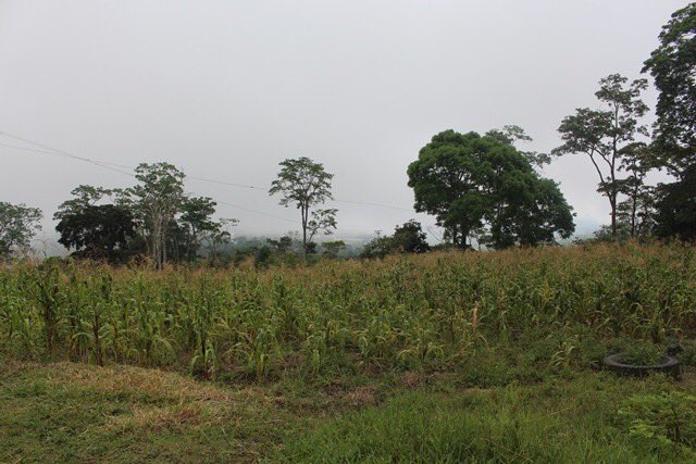 RangelSilva4F's tweet photo. Haciendo realidad el lema del Pdte. @NicolasMaduro, “Entre cuarentena y producción no hay contradicción” hoy entregamos semillas de maíz amarillo a 22 productores del sector El Montañón de Chejendé, Candelaria, para el cultivo de este importante rubro. #SaludYProtecciónPopular https://t.co/msKwrGDH7p