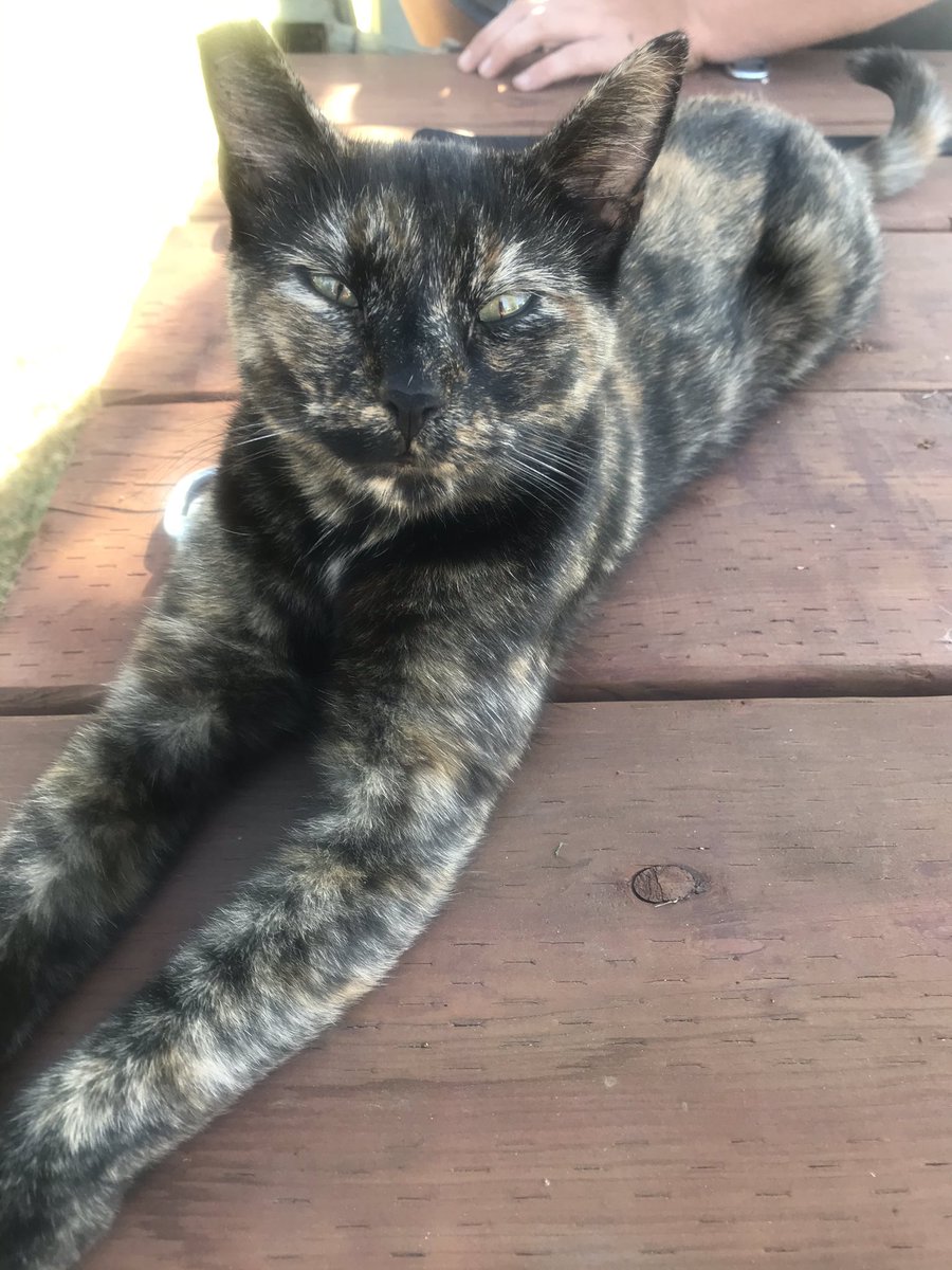 Jen29110235's tweet photo. #CatsOfTwitter #minx #cat #cats #FunniestTweets #AdoptDontShop #rescuecat #Rescued #catlovers #FolloForFolloBack #folllowme #follow #AnimalOfTheDay #animal #animallovers #Adorable #proud #relaxation #prettykitty #gator #cute #hilarious https://t.co/yCmzaPdcM1