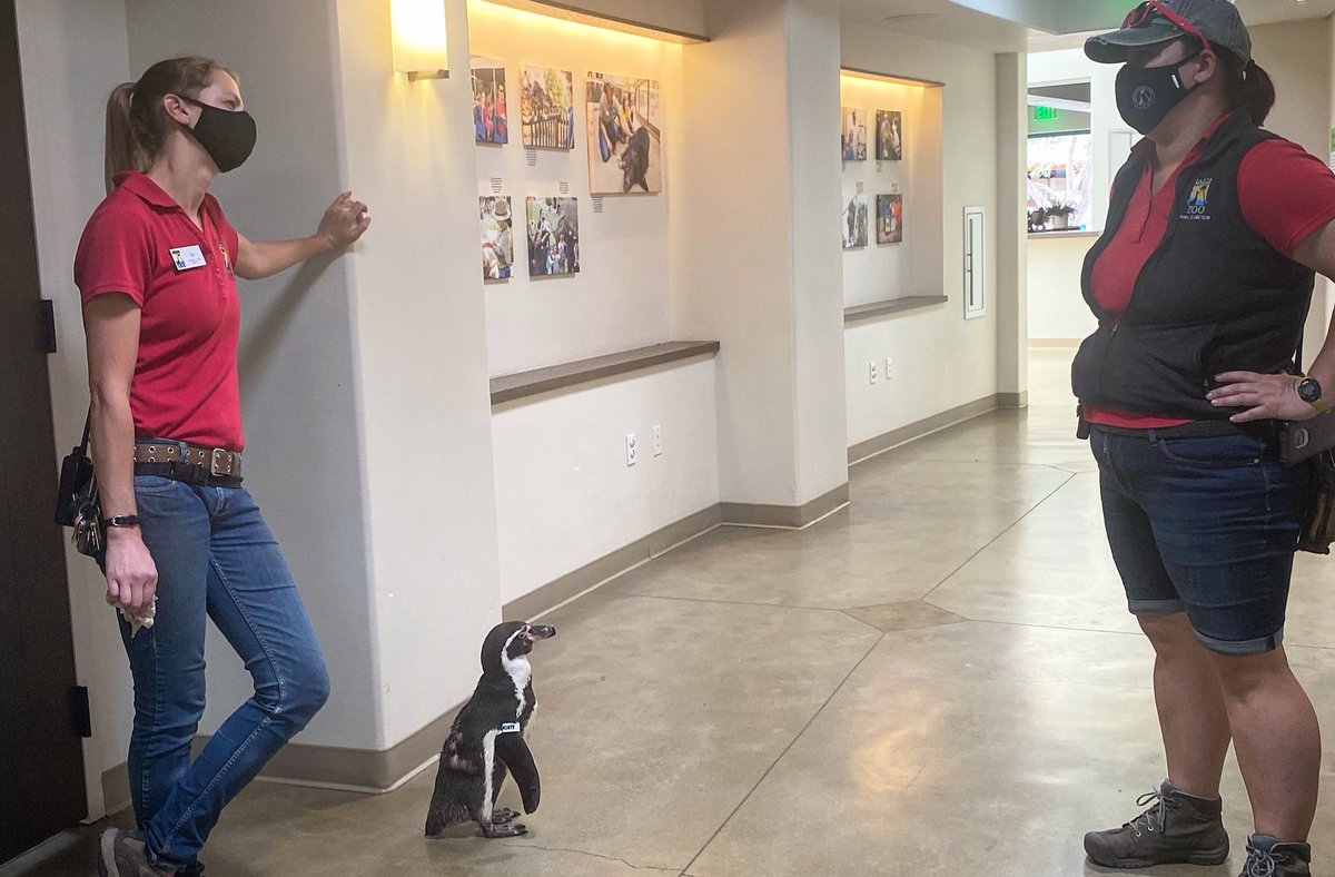 Having seen so much of the Zoo now, Monty knows he is a very important penguin, with very important ideas that need to be heard at very important meetings🐧🧐 #VIP #TeamMonty #Monty2020 🐧 
.
.
#penguins #penguin #funnyanimal #funnyanimals