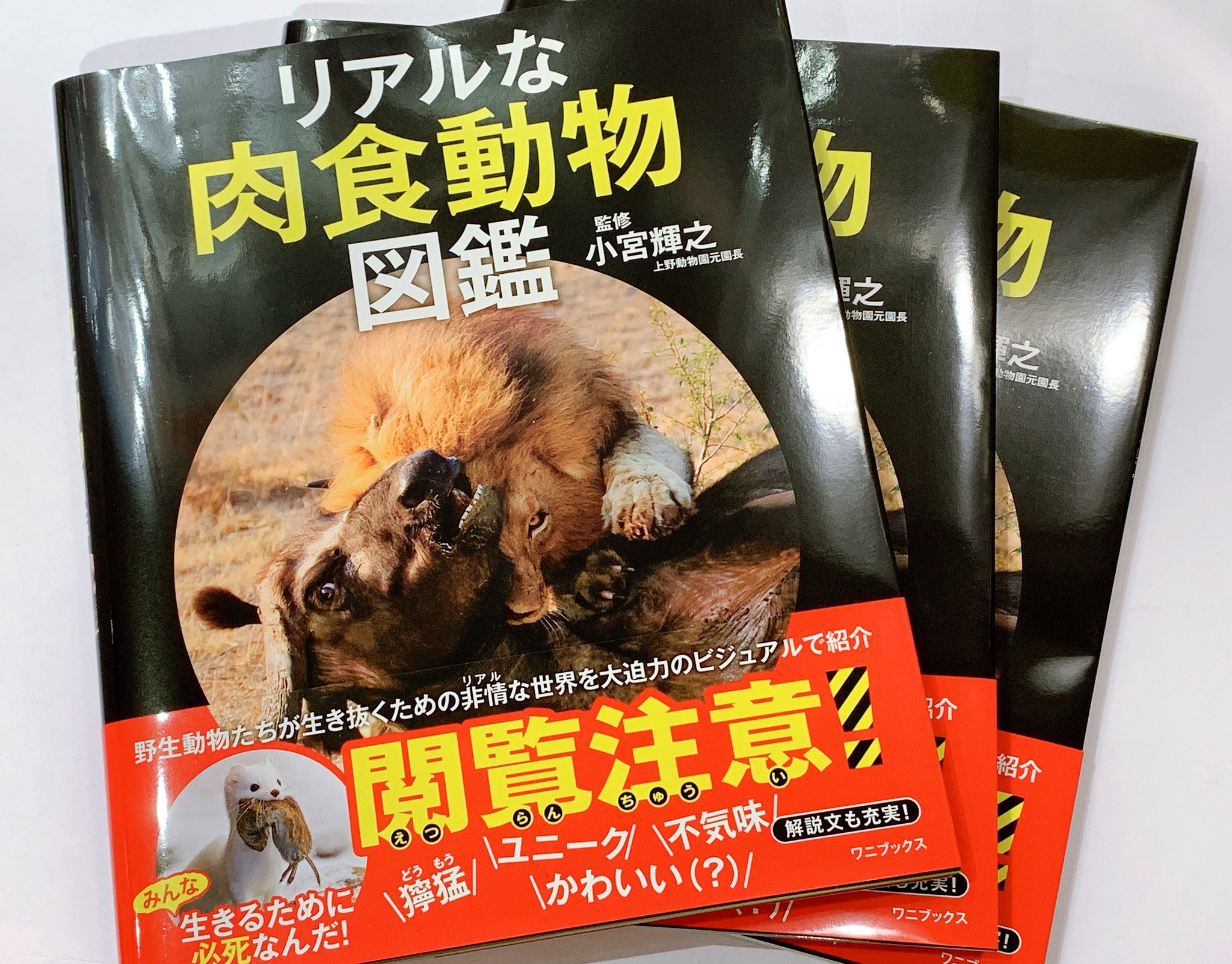 ヴィレッジヴァンガード イオンモール岡山 新刊情報 1 明日 世界が滅びるかもなので 本日は帰りません ゲッサン リアルな肉食動物図鑑 ただ今当店にて 明日 世界が滅びるかもなので 本日は帰りません をご購入頂きますとvv限定