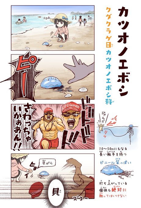 カツオノエボシは「わいるどらいふっ!」1巻の描き下ろしで収録しました。台風などで海が荒れると漂着個体がよく見られます。刺胞から毒が自動で打ち込まれるのでお気をつけくださいm(_ _)m 