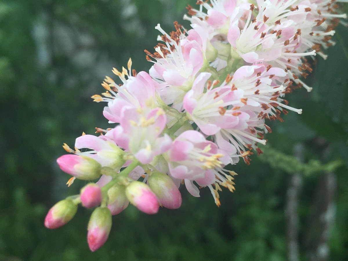 アメリカリョウブ Hashtag V Twitter