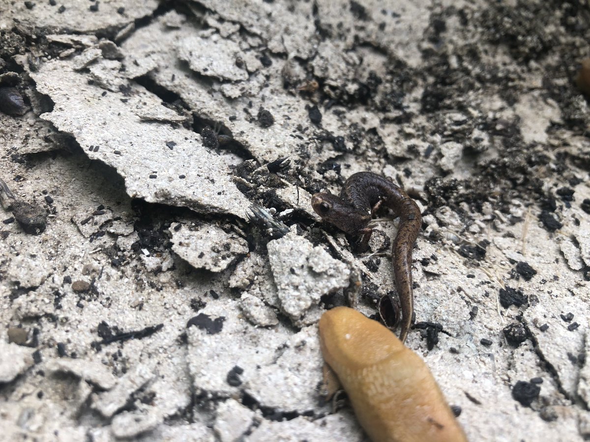 Flipped a rock expecting maybe a snake or probably nothing since it was 90 degrees out. The rock split and I found a very energetic four-toed salamander hangin’ with some slugs inside. I know nothing. 
#herps #indiana #GreatLakes