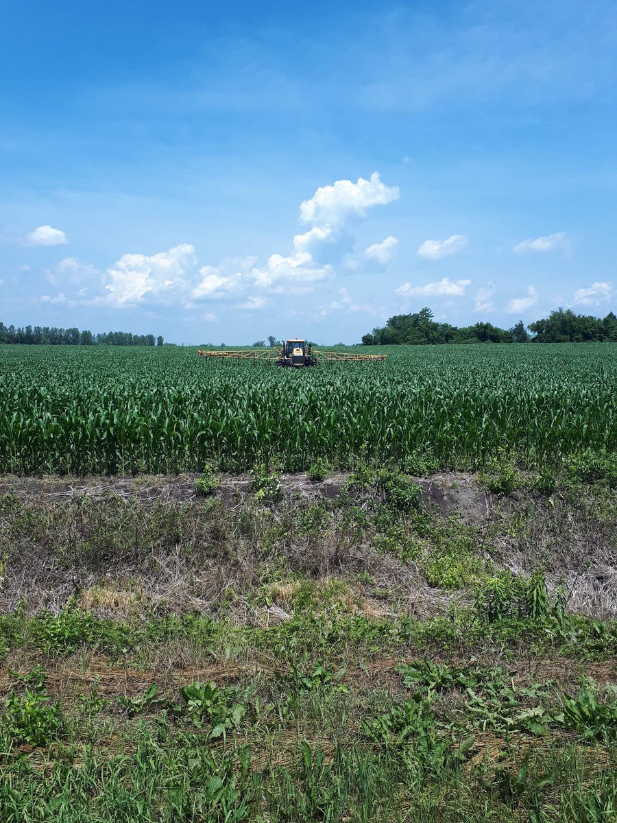 tcuning's tweet photo. Sidedressing corn today. Saw the odd tassel. @PioneerSeedsCA @chrisolbach #Ontag #P9404am https://t.co/EKng4itRoh