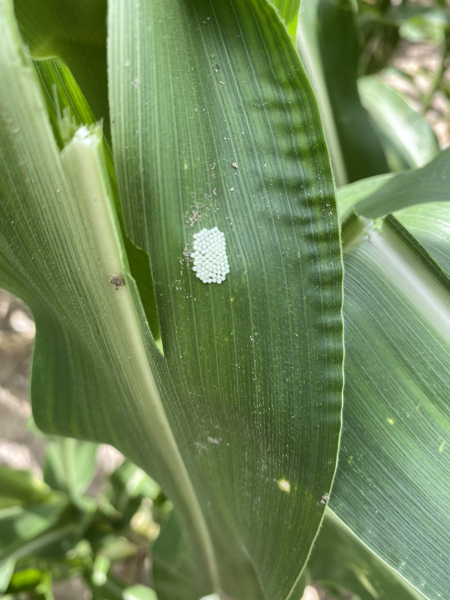 #westernbeancutworm north of Bethune, CO