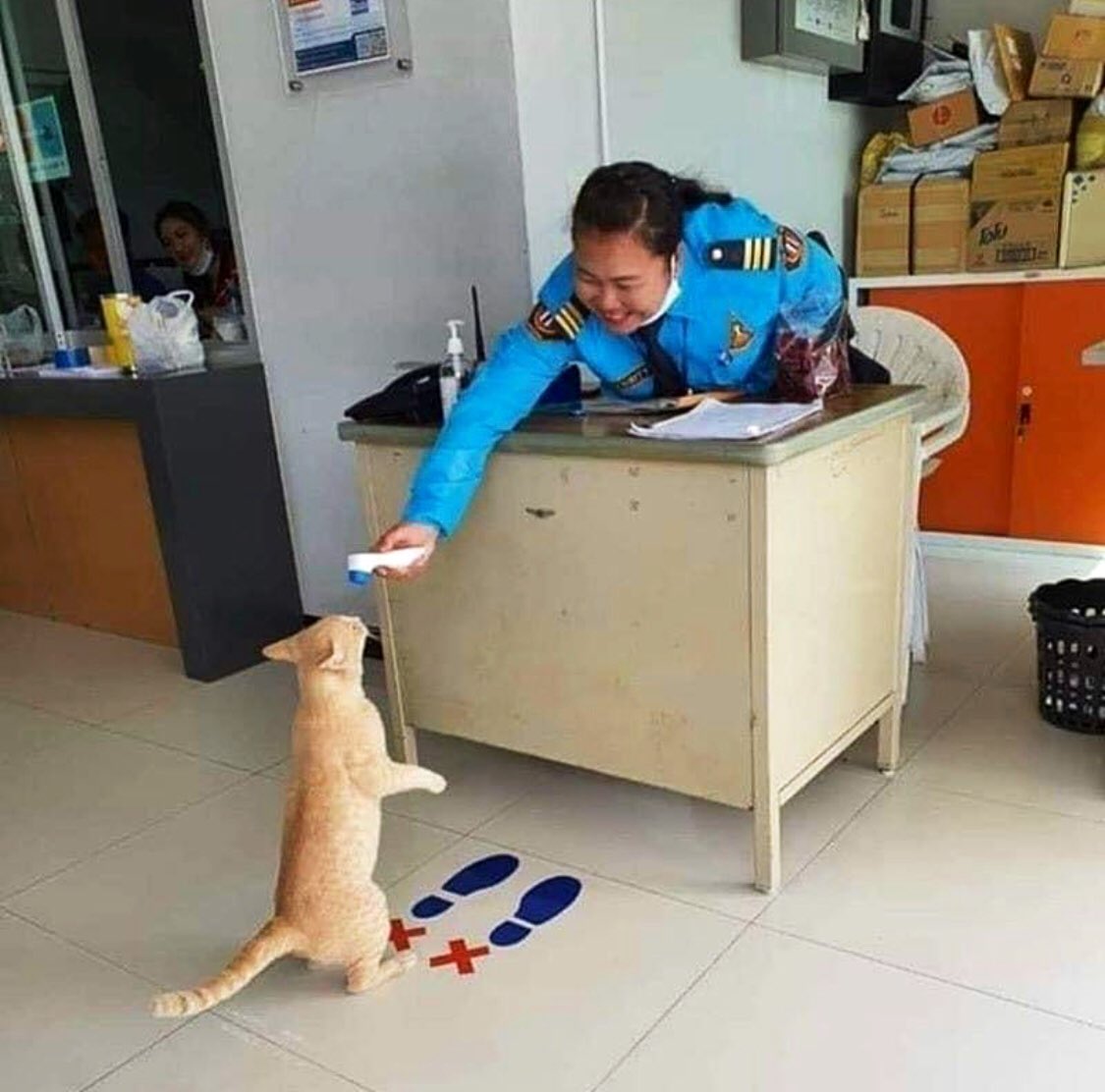 Bodegacats_'s tweet photo. https://t.co/aX27IBsi2Z