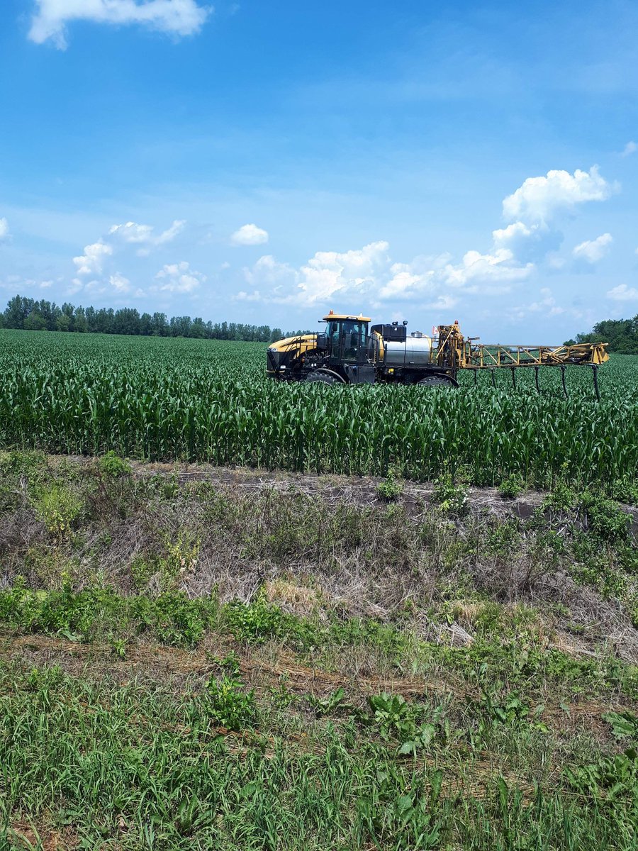 tcuning's tweet photo. Sidedressing corn today. Saw the odd tassel. @PioneerSeedsCA @chrisolbach #Ontag #P9404am https://t.co/EKng4itRoh