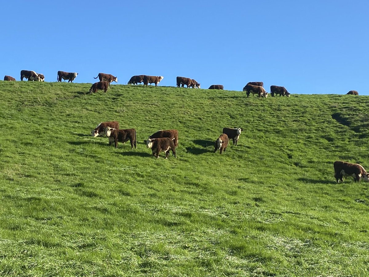CharlieLea27's tweet photo. Bulls breakfast Ratanui Nz https://t.co/9a3obdJQtb