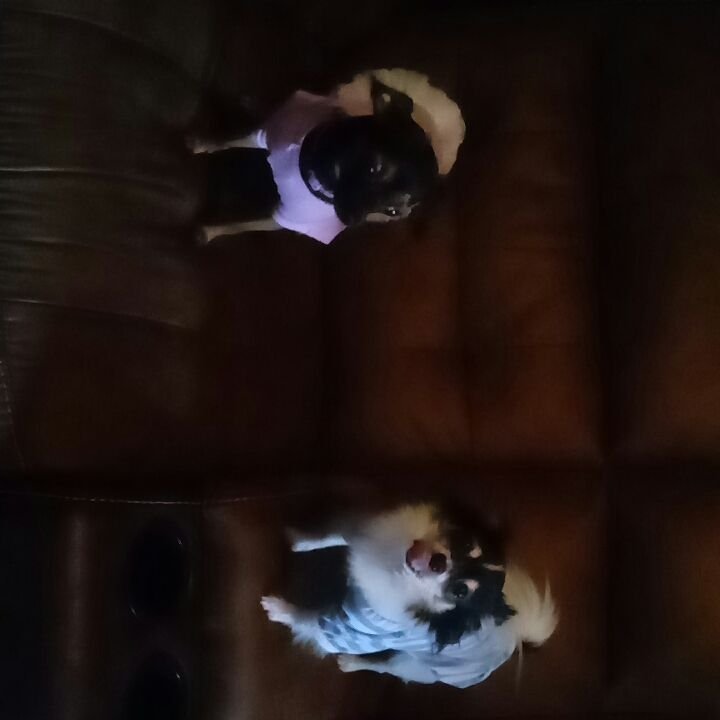 msbowshooter's tweet photo. #spoiled #Freya #Chiko #myheart #myworld #Chihuahua #dogs #DogsofTwittter #sassy #handsome #rufflebutt #chimom https://t.co/R9Q8HJW6wI