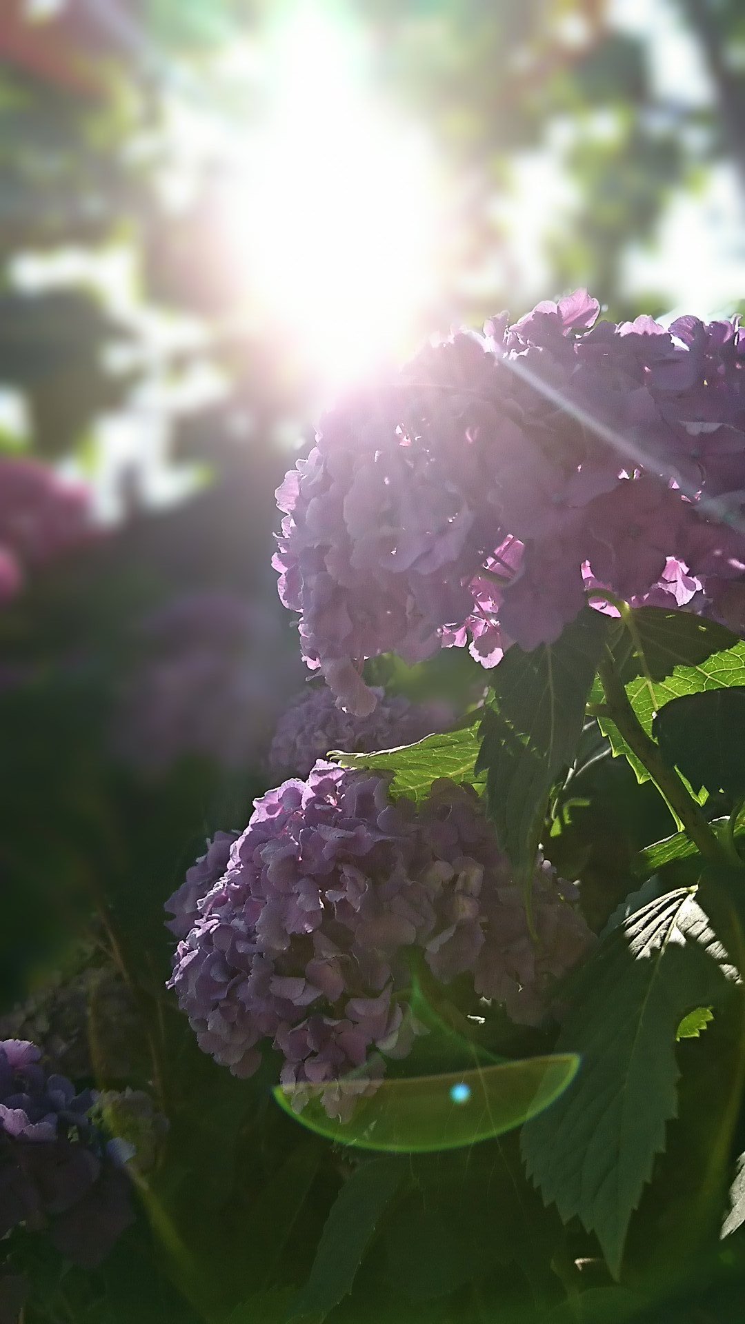 モンテ 今日が49日 彼女のこと 忘れないで欲しいから毎日お花の画像をアップしてきました 49日までって考えてたけど まだしばらく続けますね 花ちゃん安らかに Flowerforhana Tlを花でいっぱいにしよう 今日の花 ハイドレンジア T Co
