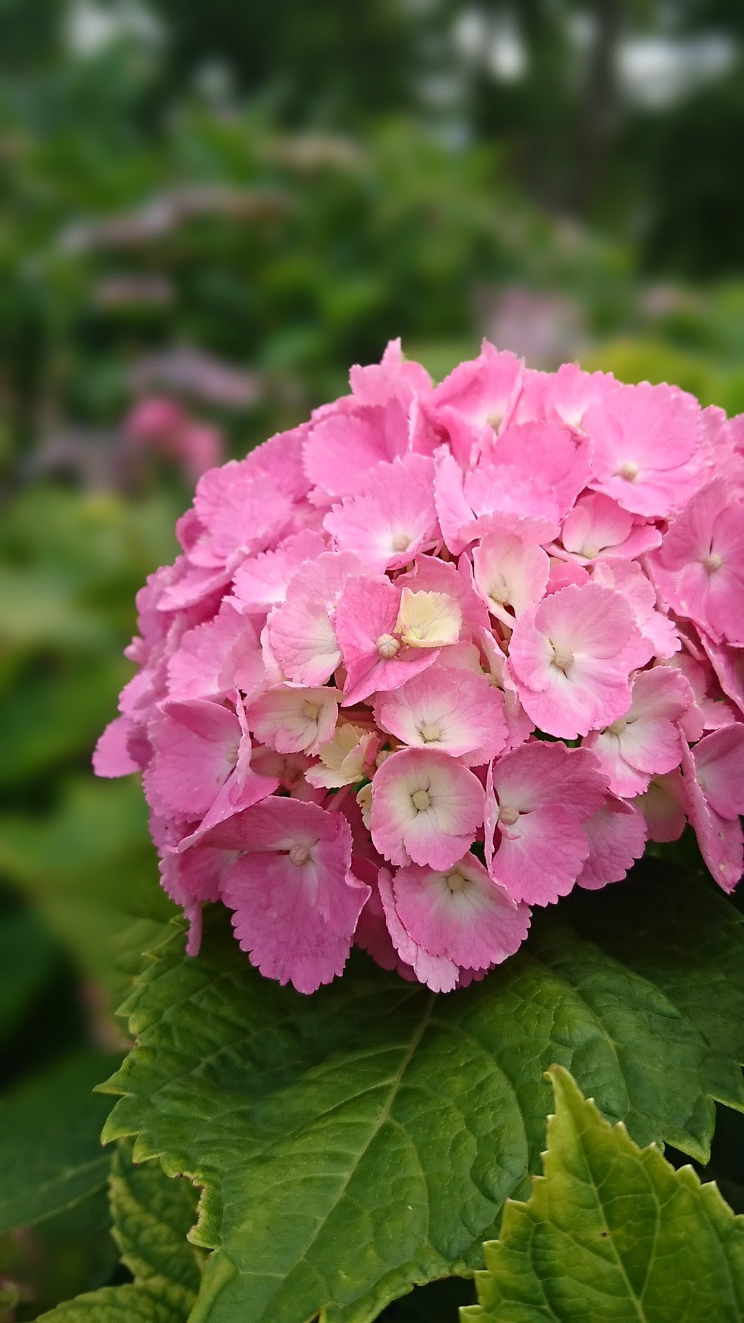 モンテ 今日が49日 彼女のこと 忘れないで欲しいから毎日お花の画像をアップしてきました 49日までって考えてたけど まだしばらく続けますね 花ちゃん安らかに Flowerforhana Tlを花でいっぱいにしよう 今日の花 ハイドレンジア T Co