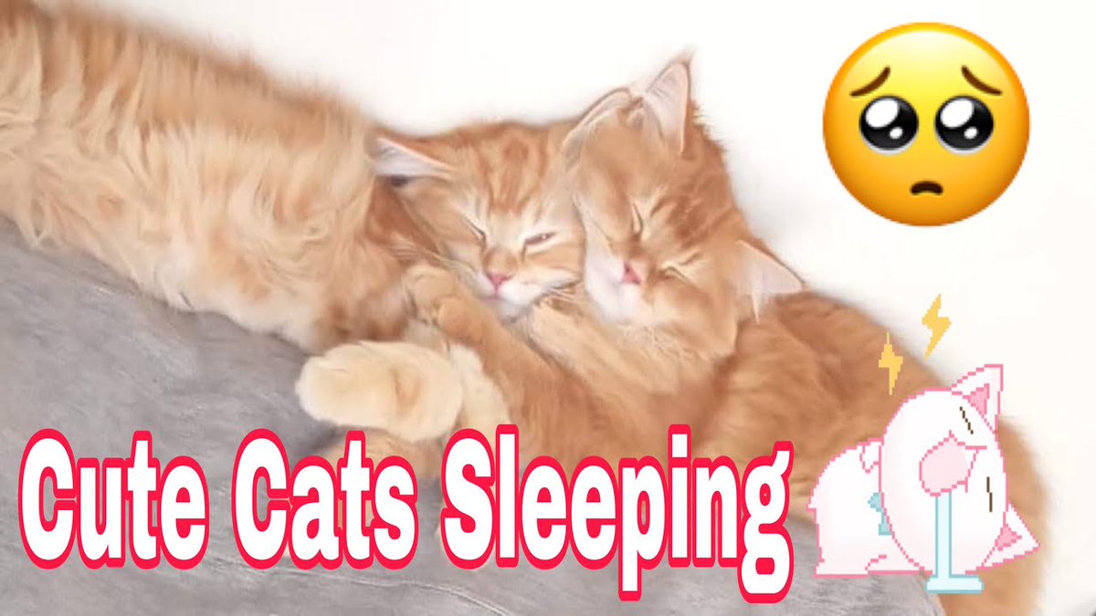 MeowMoeDotCom's tweet photo. Cute Cats Sleeping
#Cats #Cat #Kittens #Kitten #Kitty #Pets #Pet #Meow #Moe #CuteCats #CuteCat #CuteKittens #CuteKitten #MeowMoe #BestTiktok #CalmingMusicForCats #CuteCat #CuteCatSleeping #CuteCats #CuteCatsVideos
https://t.co/dp6bfX5T1B https://t.co/0sJbxOrOTW