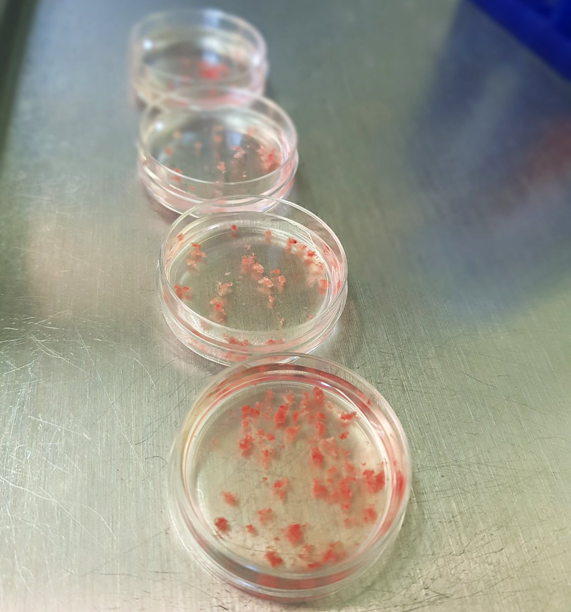 Fantastic news today! We are allowed to start our main experiments back up, can't wait to restart work on #placenta again :)