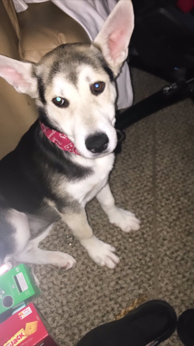 justcxtchme's tweet photo. i got a puppy! her name is lilo 🐾 https://t.co/GAabAJeXxi