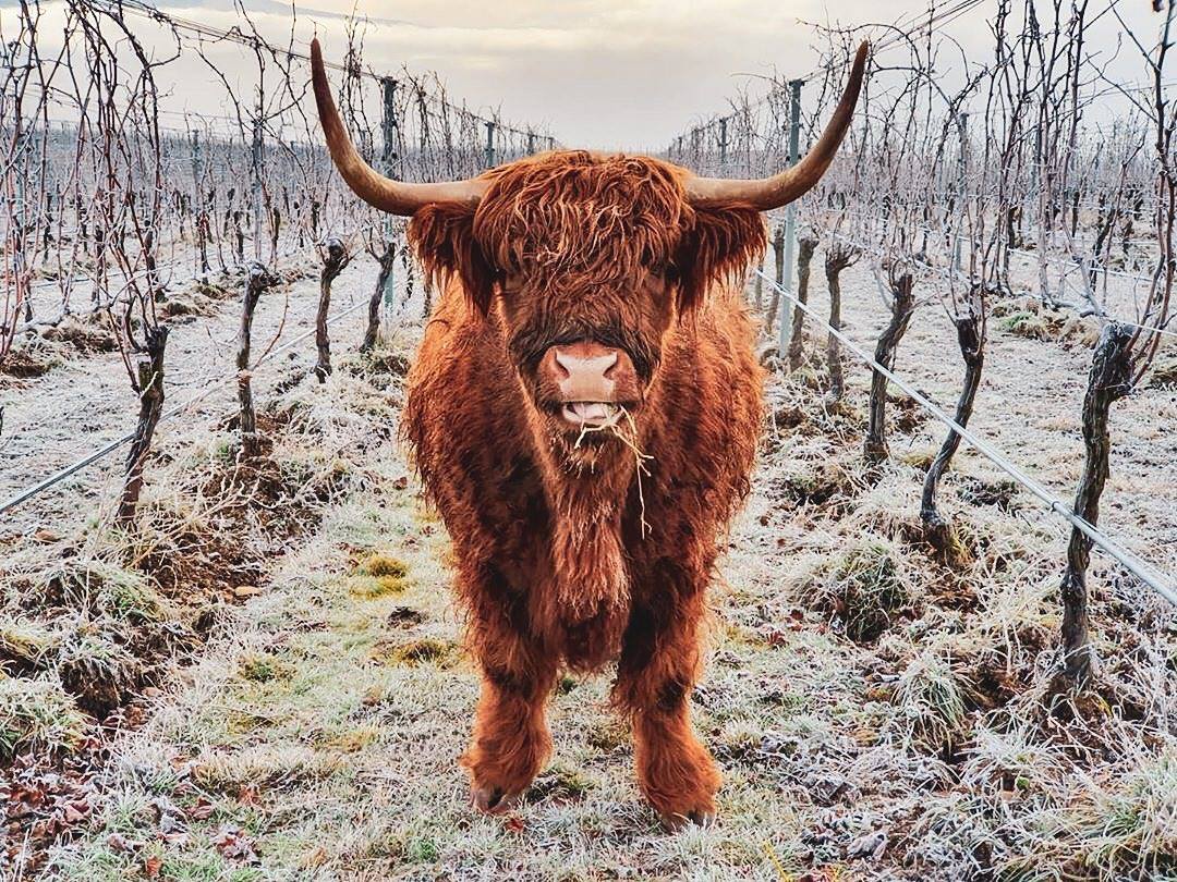 New Zealand Wine tweet media