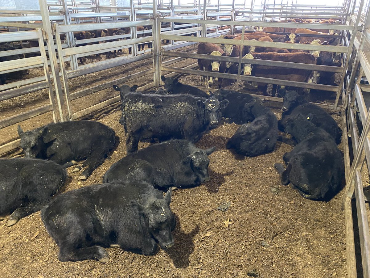 Settled in at #CTLX on the soft flooring! The CTLX monthly Store Sale kicks off at 10am and remember the sale is offered #online with <a href="/StockLiveAus/">StockLive</a> - click here: bit.ly/2UqRP4I