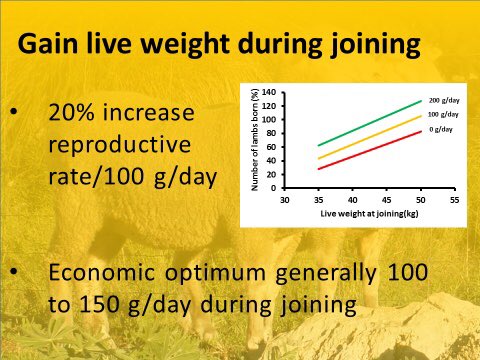 Never been a better time to consider joining Merino ewe lambs BUT still do the sums carefully and attention to detail is critical. Some key factors to consider based on our work on commercial farms including #MoojepinMerino summarised in a few slides <a href="/MUniResearch/">Murdoch University Research</a>
<a href="/meatlivestock/">Meat & Livestock Australia</a>