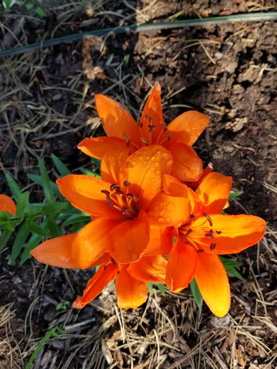 MarkC_289's tweet photo. It's been n a few days but I have more colours from our gardens to share:
#gardening #gardeners #YardWorkOut https://t.co/3I2nteMXQj