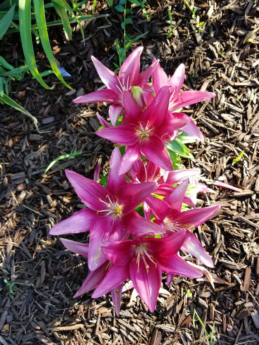 MarkC_289's tweet photo. It's been n a few days but I have more colours from our gardens to share:
#gardening #gardeners #YardWorkOut https://t.co/3I2nteMXQj