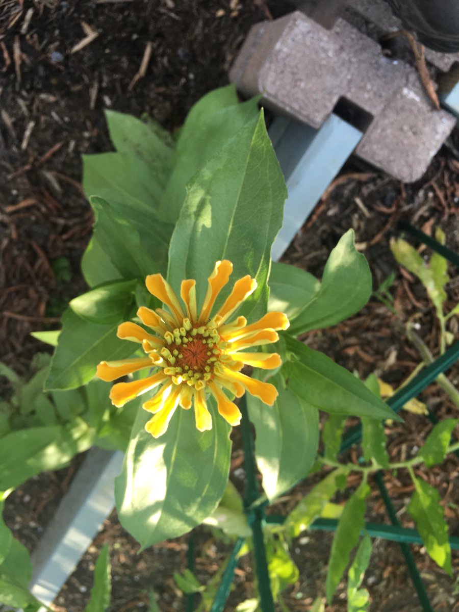 zinnias