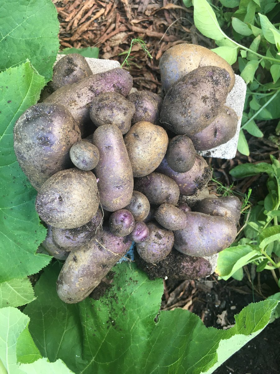 some more potatoes