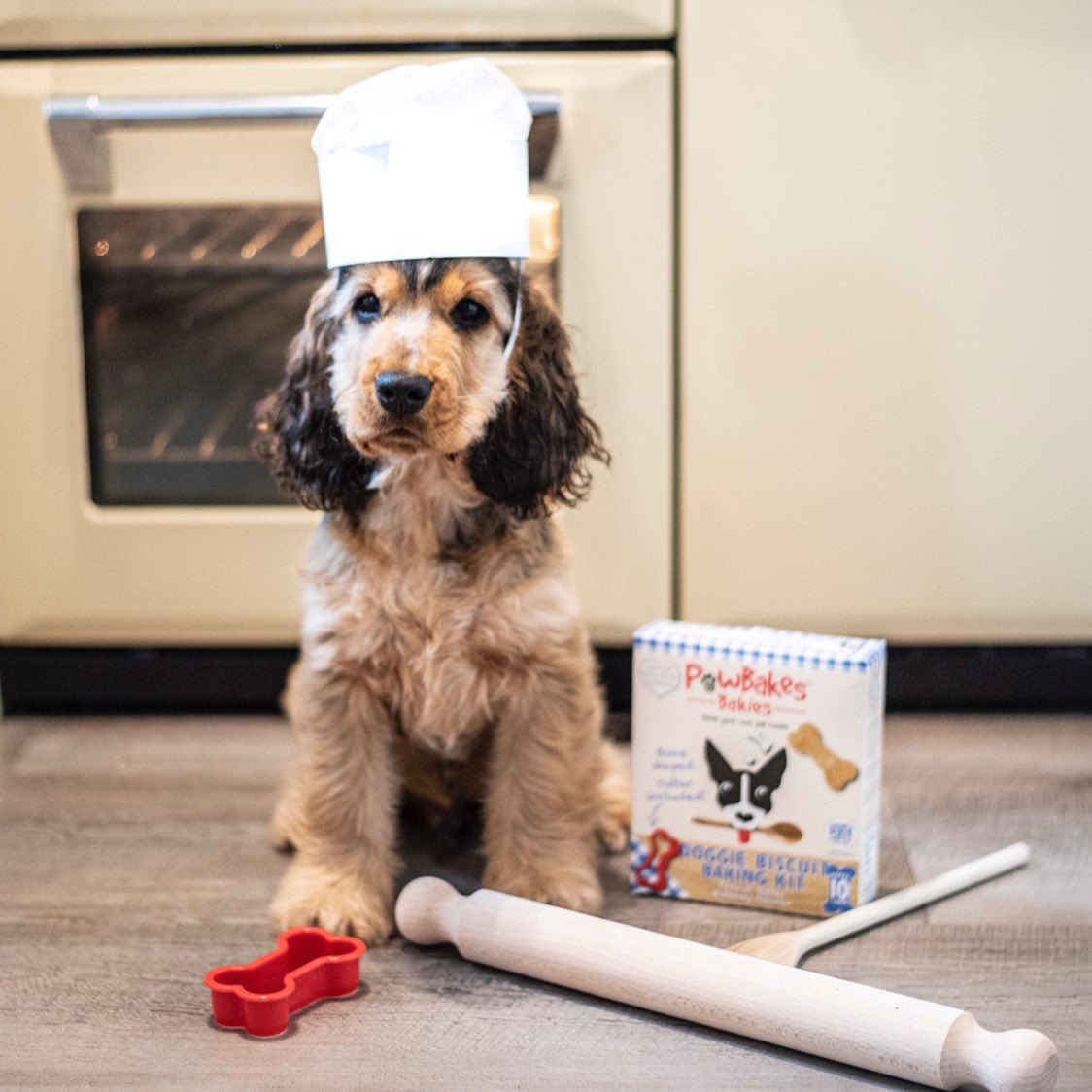 Have you seen a cuter chef 😍 Leo is ready to get his bake on 👨‍🍳#ImReadyChef #ThursdayThoughts #PawBakes