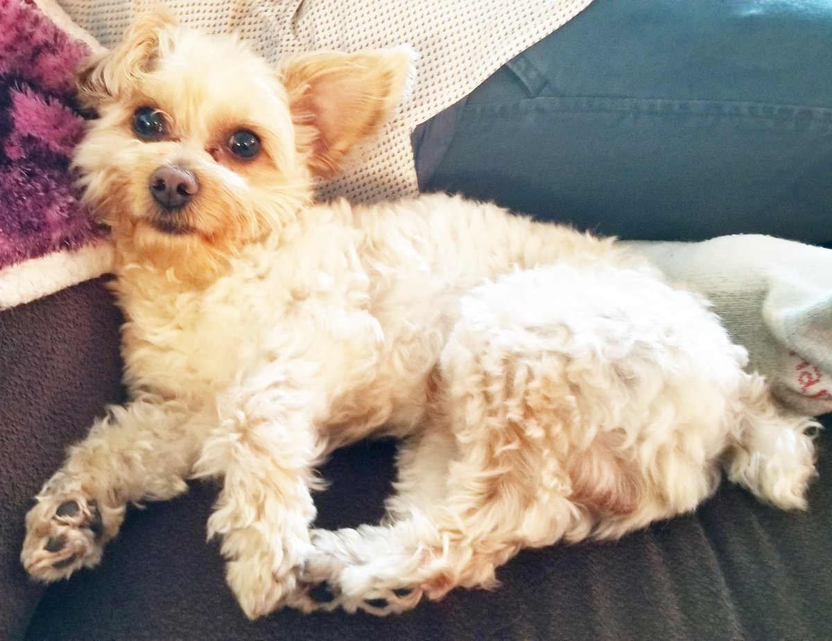 DieselScott1's tweet photo. Relaxing
.
.
#Diesel #DieseltheYorkiePoo #YorkiePoo #Yorkie #ToyPoodle #puppy #dog #dogoftheday #puppyoftheday #cutie #photooftheday #puppiesofinsta #pup #adorable #cutie #modelshot #modeling #doggymodel #puppymodel #puppygram #modelstatus #dogstagram #dogmodel #ilovemyyorkie https://t.co/CeW7Dw0tfY