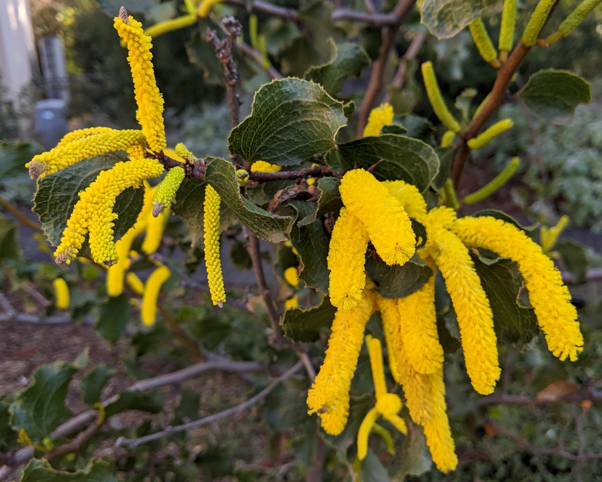 peter_e_symes's tweet photo. Stunning! Acacia denticulosa (Sandpaper #Wattle) - as the names suggest = lovely rough leaves - it's found on various soil types but usually associated with granitic rocks,  inland from #Perth, Western #Australia - Nationally listed as a vulnerable species #Acacia @RBG_Victoria https://t.co/WsPfjP1VLK