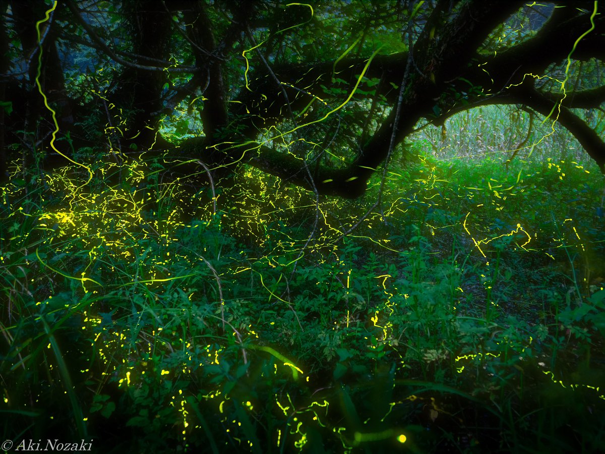 あきちゃん 蛍の終盤は平家ホタル 平家ホタルの盛りが過ぎると夏本番 平家ホタルは小さくてパチパチと線香花火のような光を放つ 源氏が男らしい強い光に対し 平家は繊細で女性的な輝き 見ていて飽きず 癒される 蛍 光跡 あきる野 Firefly