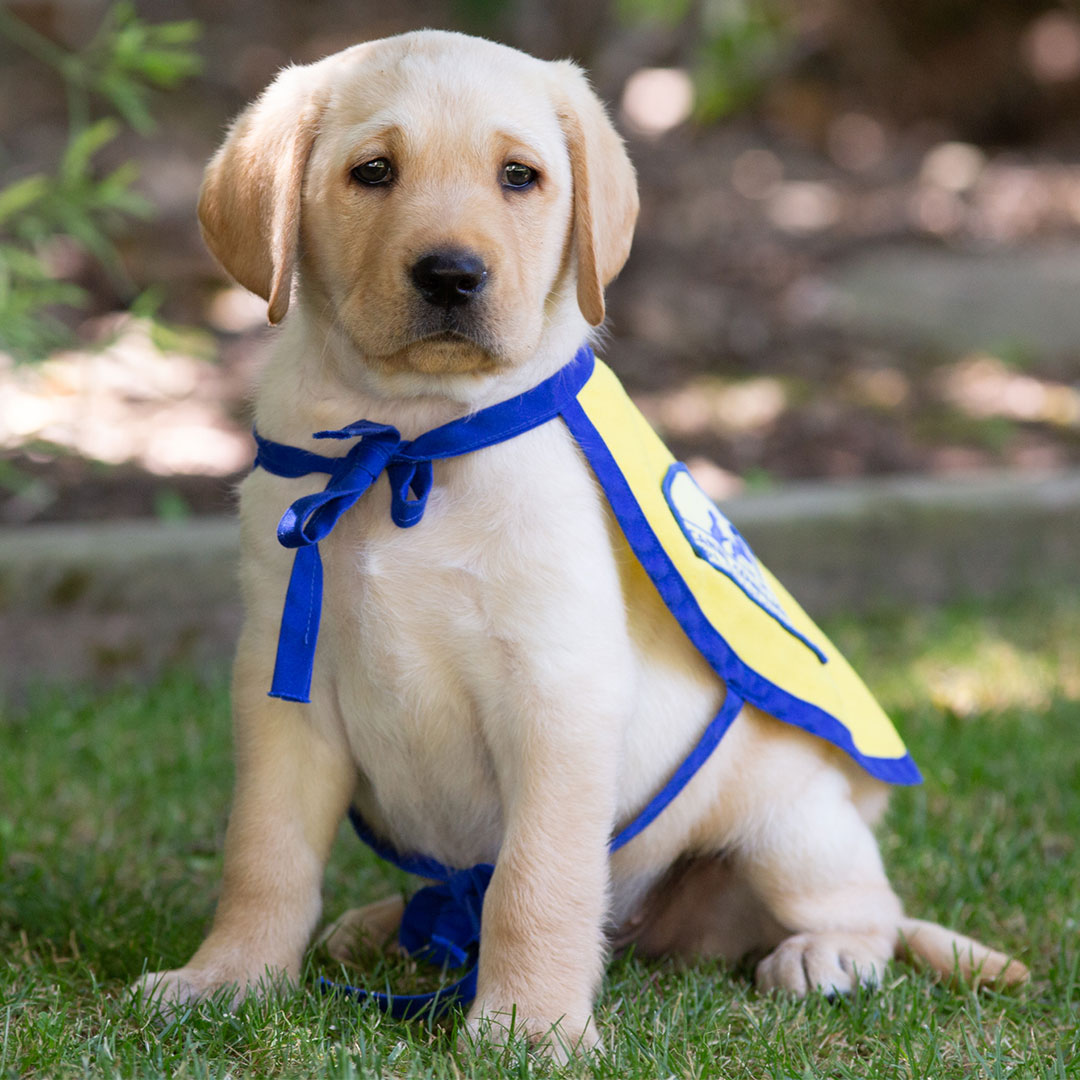 chargers's tweet photo. everyone meet bolt 😍😭

and follow him on ig » https://t.co/IZzYROZsT6 https://t.co/xNfWgAxpL2