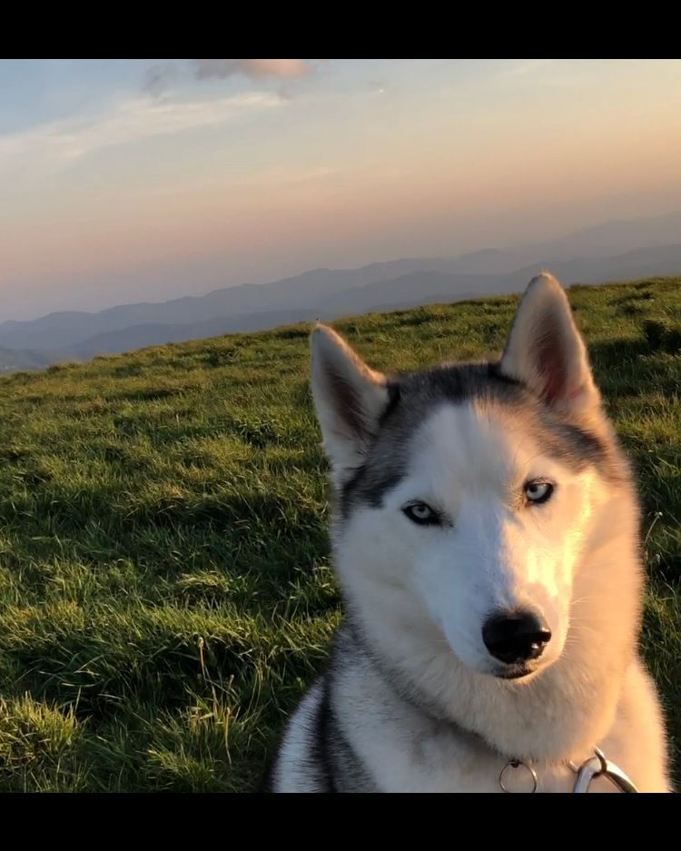 Where is your favorite place to take your four-legged friends?! ☀️ We absolutely love backpacking with our two gals, Pneuma and Jasmine! There’s just nothing like seeing them satisfied from a good day of hiking!