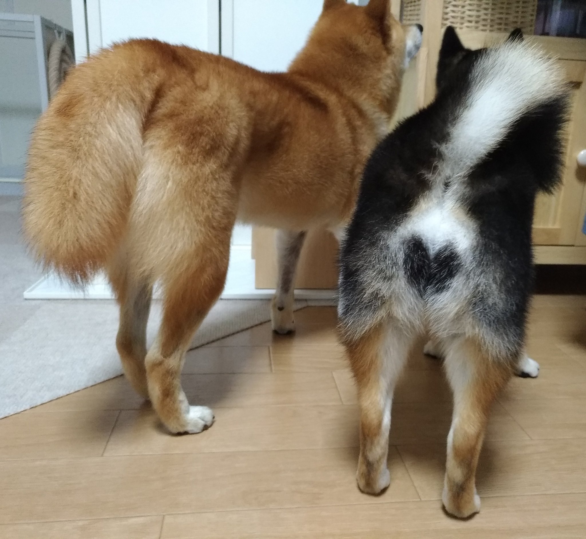 豆柴麦うたのパパ キツネしっぽとお尻ハート 今日も見事なもんです 豆柴 柴犬 キツネしっぽ お尻がハート T Co Pgi04xjdsw Twitter 豆柴麦うたのパパ キツネしっぽとお尻ハート 今日も見事なもんです 豆柴 柴犬 キツネしっぽ お尻がハート T Co Pgi04xjdsw Twitter