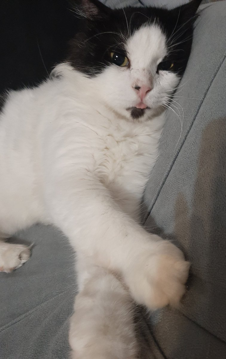 maya_bluejay's tweet photo. Blep.

#CatsOfTwitter #blep #quote #witchcraft #tiktokdown #Caturday https://t.co/ltBTjBByBC