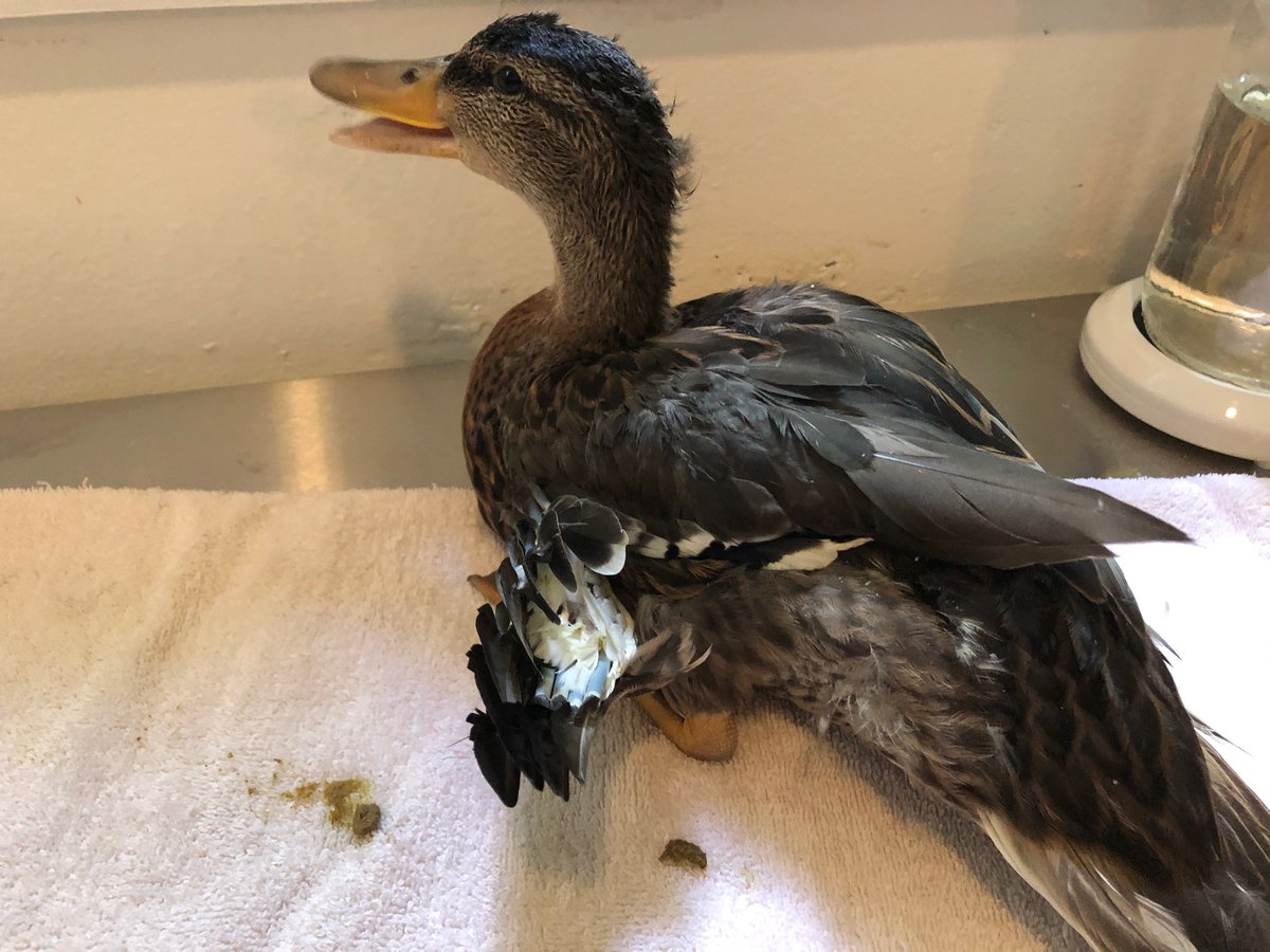 Thread by PortlandAudubon Ever wonder why it's harmful to feed ducks