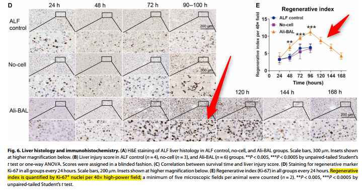간 전구체-유사 세포로 구성된 체외 "생체 인공 간" (Ali-BAL) 시스템을 급성 간부전이 유도된 돼지에 연결하여 간 재생을 성공한 연구. Ali-BAL은 생존을 개선하고 염증을 감소시키고 자연 간 재생을 촉진. ECMO나 CRRT와 유사한 원리?