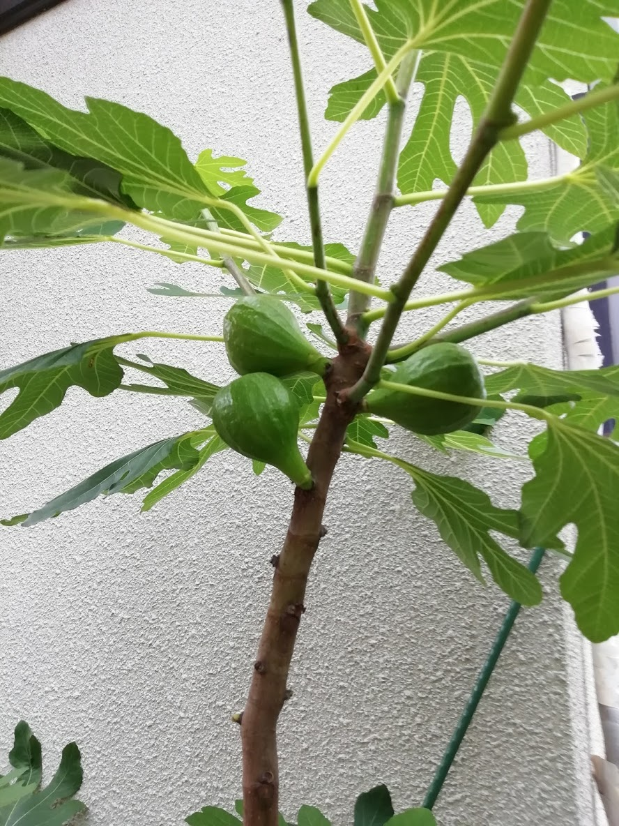 中居さちこ おはようございますー O 実家のイチジク ちょっとした鉢植えを買って地植えしたヤツなんだけど 木になってた 笑 下の方も横に広がってて 結構な大きさ 実もいっぱいできてる 中居さちこ おはようございますー O 実家のイチジク ちょっとした鉢植えを買って地植えしたヤツなんだけど 木になってた 笑 下の方も横に広がってて 結構な大きさ 実もいっぱいできてる