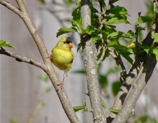 😜😘Hey I’m a serious birder, sez so in my profile.
So the NEXT time I tweet a bird quiz...y’all take the quiz!  
#Birds #Nature #Climate #KnowYourBirds 💫💫