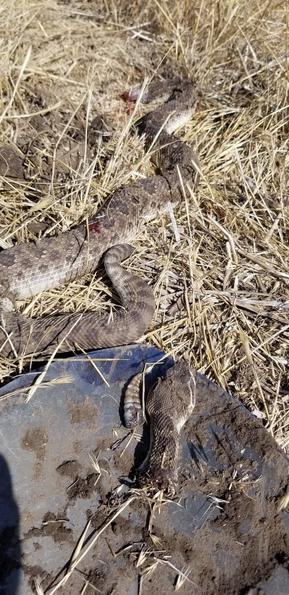 🇺🇸🌽Andy Jobman🌽🇺🇸 tweet media