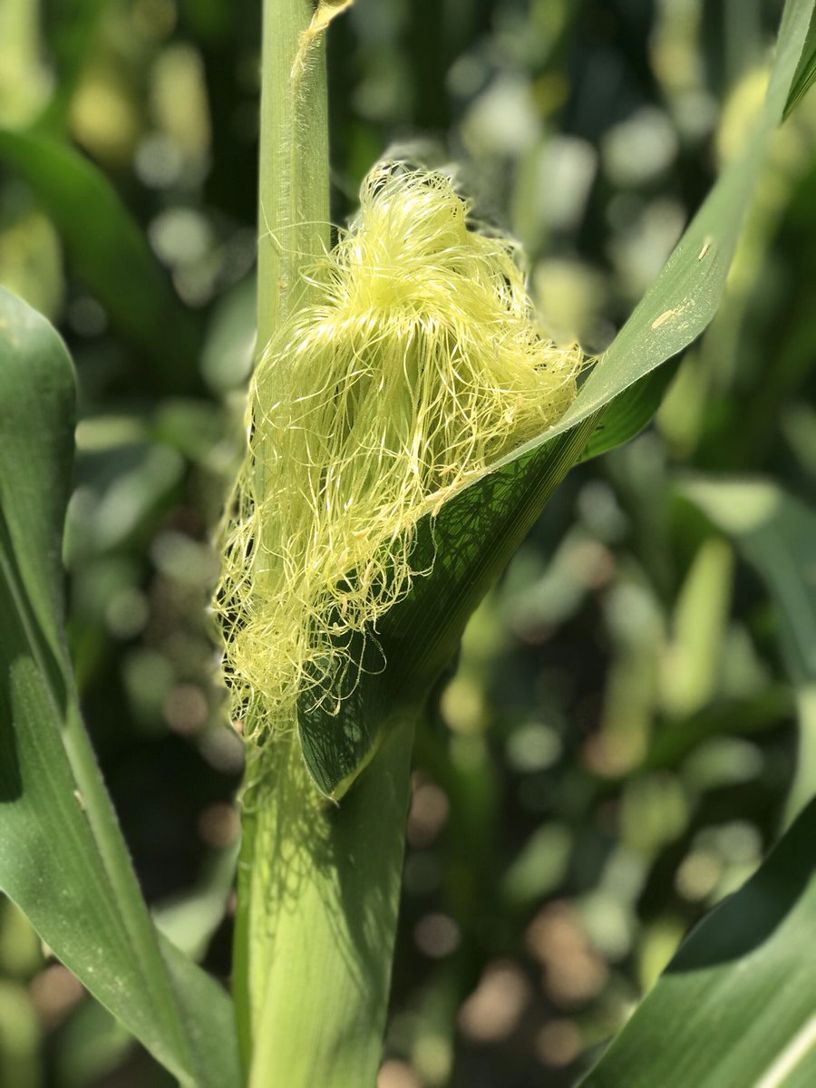 DanEmmert's tweet image. Corn silks are ~90% H2O and can grow up to 1.5” a day.  During drought conditions silk elongation slows but tassel growth doesn’t. This can lead to plants failing to pollinate. Some hybrids silk before the tassel emerges, giving a better chance of pollinating under drought stress