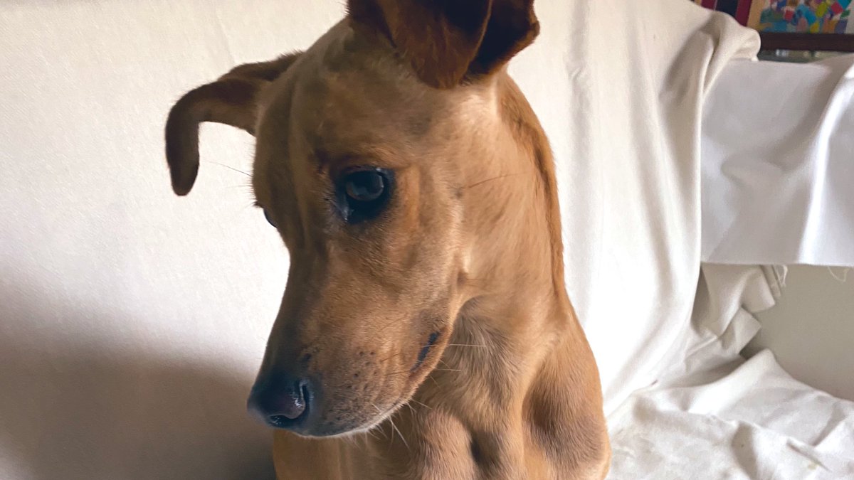 Prettiest Tapas! Small and special #podenco