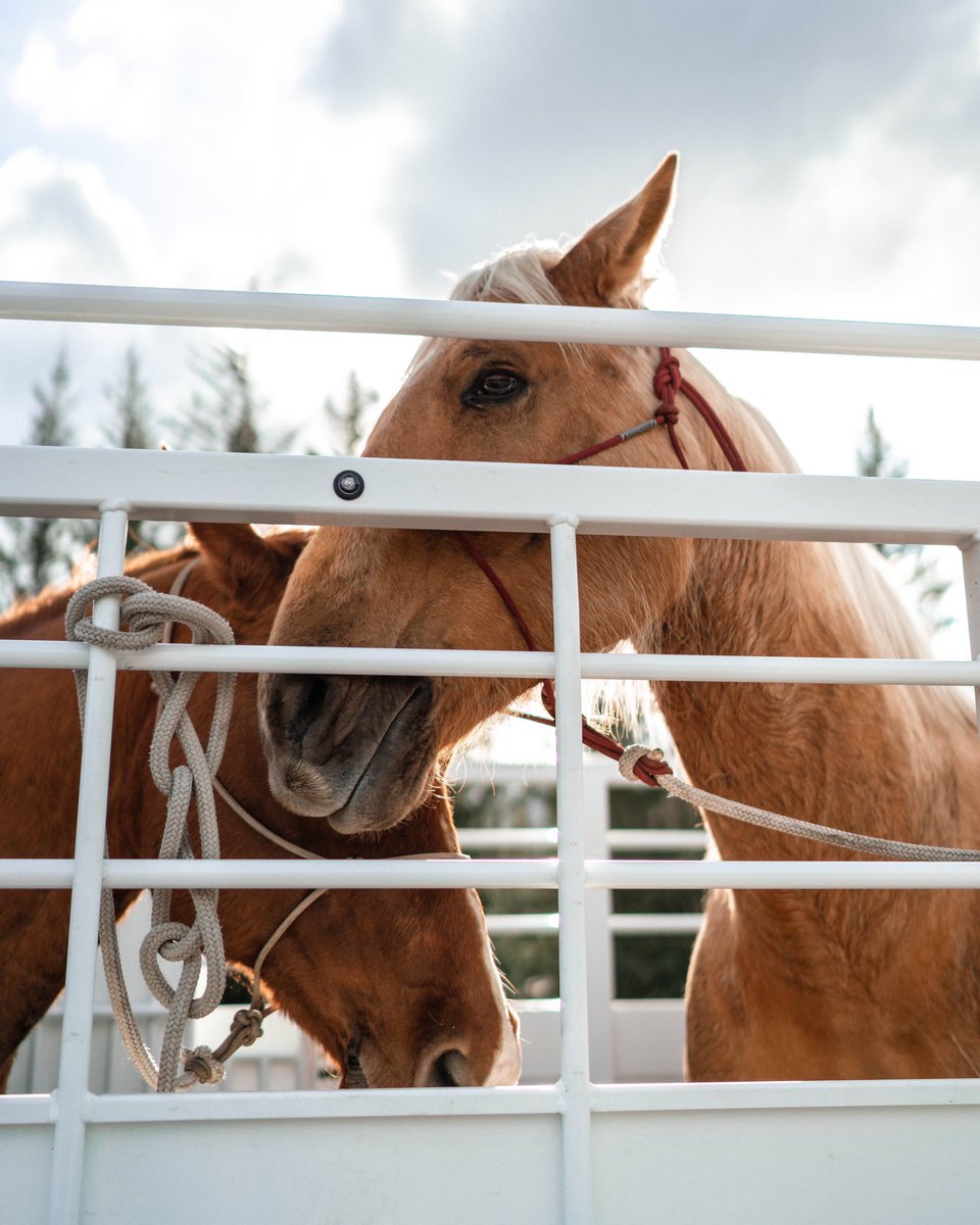 Afternoon trail rides and big shiny belts. Does it get any more “Stampede” than that? How are you keeping the spirit alive this year? 🤠 Photos by: <a href="/JayRMcDonald/">Jay R. McDonald</a>