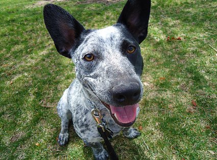 CorgiMixes's tweet photo. Australian Cattle Dog Corgi Mixes are just so darn cute ๐
#corgi #corgis #corgimixes #corgilife #corgilove #corgicommunity #corgiaddict #corgiplanet #corgiworld #corgilover #puppylove #puppy #puppies
https://t.co/HDtgHuX6Nu https://t.co/Hout8LZnde